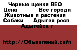 Черные щенки ВЕО › Цена ­ 5 000 - Все города Животные и растения » Собаки   . Адыгея респ.,Адыгейск г.